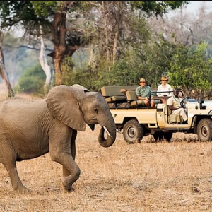 Game Drive & Rhino Tracking Safari (eripa tours and taxis)