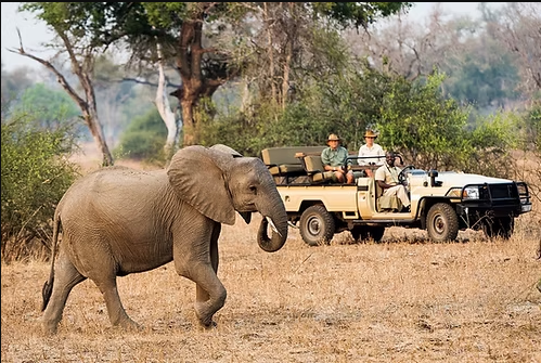 Game Drive & Rhino Tracking Safari (eripa tours and taxis)