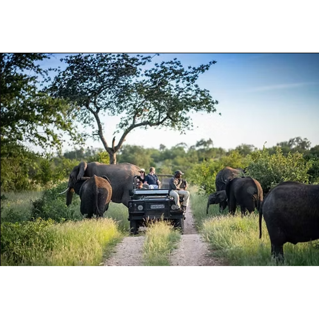 Game Drive & Rhino Tracking Safari (eripa tours and taxis)
