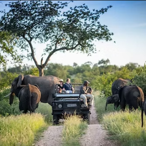 Game Drive & Rhino Tracking Safari (eripa tours and taxis)