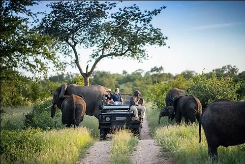 Game Drive & Rhino Tracking Safari (eripa tours and taxis)
