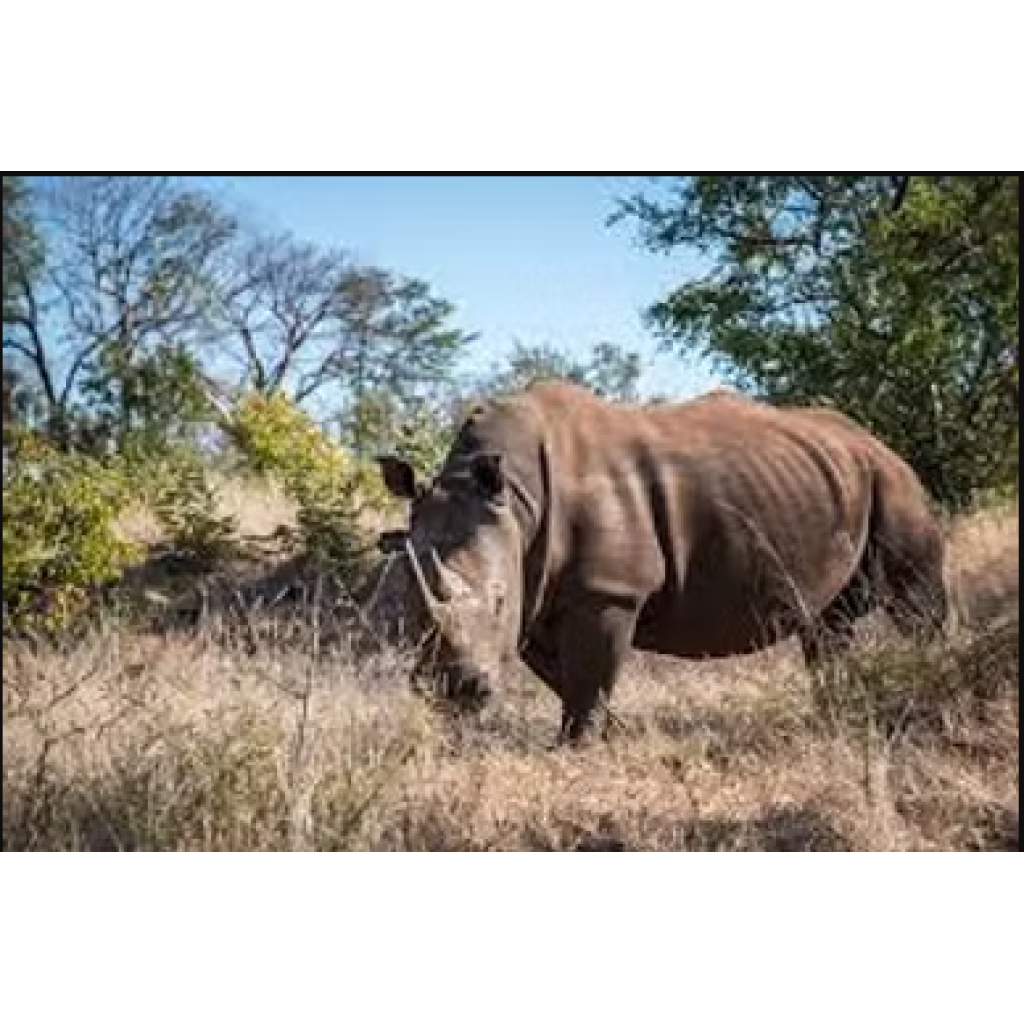 Game Drive & Rhino Tracking Safari (eripa tours and taxis), Game drive Rhino walk