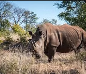 Game Drive & Rhino Tracking Safari (eripa tours and taxis), Game drive Rhino walk