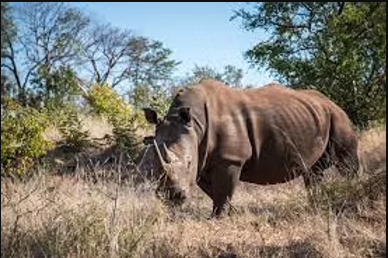 Game Drive & Rhino Tracking Safari (eripa tours and taxis), Game drive Rhino walk