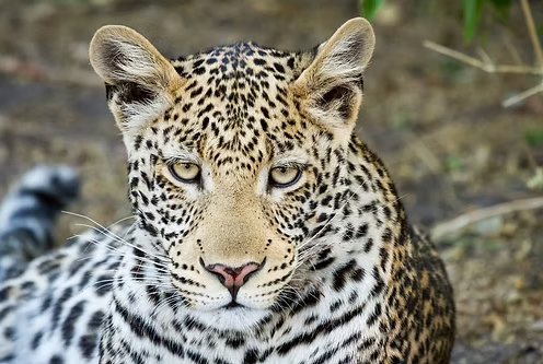 Chobe Day Trip (eripa tours and taxis)